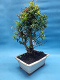 Bonsai punica granatum