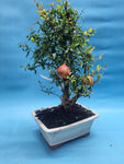 Bonsai punica granatum