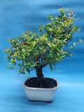 Bonsai punica granatum