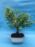 Bonsai punica granatum