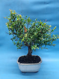 Bonsai punica granatum