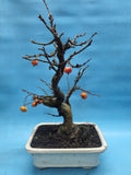 Bonsai Malus evereste