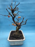 Bonsai Malus evereste