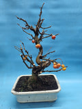 Bonsai Malus evereste