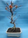 Bonsai Malus evereste