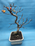 Bonsai Malus evereste