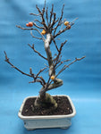 Bonsai Malus evereste