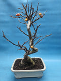 Bonsai Malus evereste