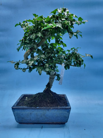 Bonsai liguster