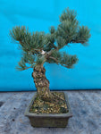 Pinus parviflora