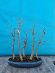 Bonsai pseudo lariks bos