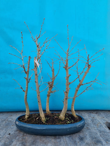 Bonsai pseudo lariks bos