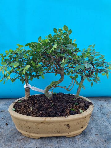 Bonsai ulmus parvifolia bos