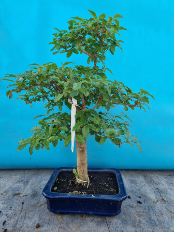 Bonsai liguster