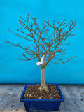 euonymus