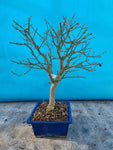 euonymus