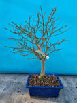 euonymus