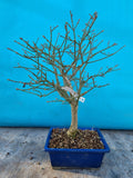 euonymus