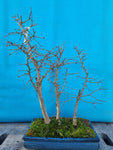 Bonsai pseudo lariks bos