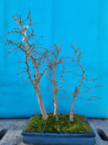 Bonsai pseudo lariks bos
