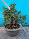 Bonsai Juniperus chinensis