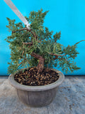 Bonsai Juniperus chinensis