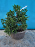Bonsai Juniperus chinensis