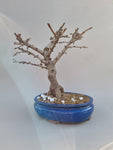 Bonsai Ginkgo biloba troll