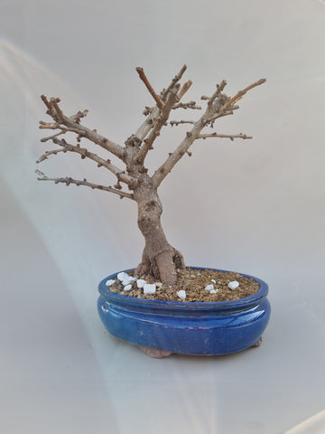 Bonsai Ginkgo biloba troll