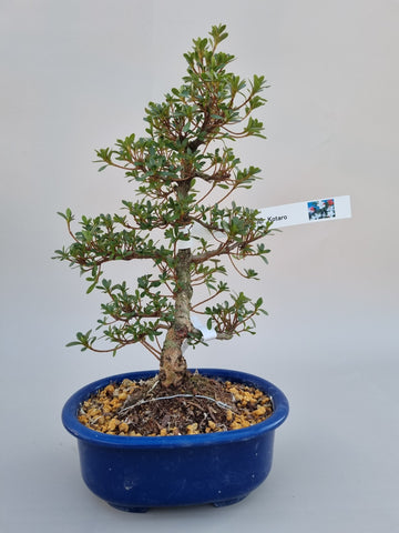 Bonsai Azalea kotaro