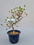 Bonsai Azalea kotaro 