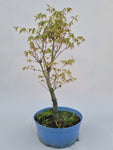 Bonsai acer palmatum