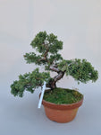 Bonsai Juniperus chinensis