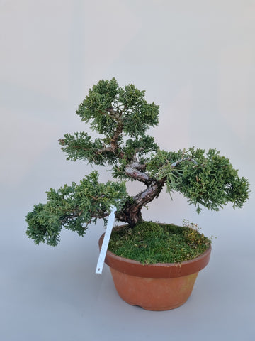 Bonsai Juniperus chinensis