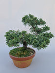 Bonsai Juniperus chinensis