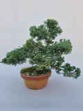 Bonsai Juniperus chinensis