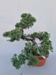 Bonsai Juniperus chinensis