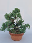 Juniperus mint julep