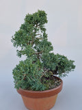 Juniperus mint julep