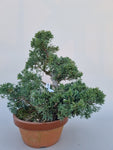 Juniperus mint julep