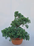 Juniperus mint julep