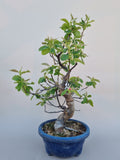 Bonsai Pseudocydonia chinensis