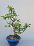 Bonsai Pseudocydonia chinensis