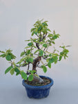 Bonsai Pseudocydonia chinensis