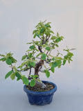 Bonsai Pseudocydonia chinensis