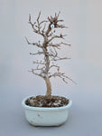 Bonsai Carpinus coreana