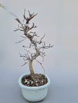 Bonsai Carpinus coreana