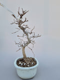 Bonsai Carpinus coreana