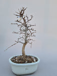 Bonsai Carpinus coreana