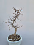 Bonsai Carpinus coreana